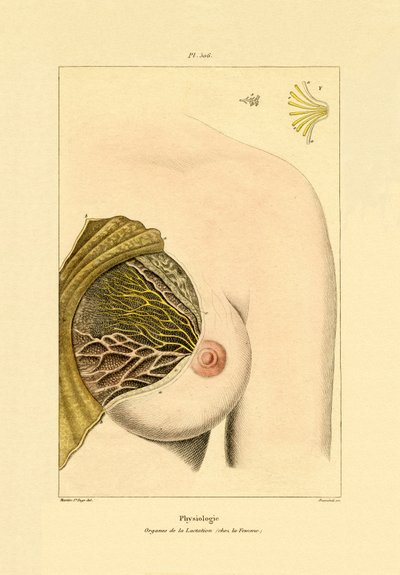 Lactation by French School